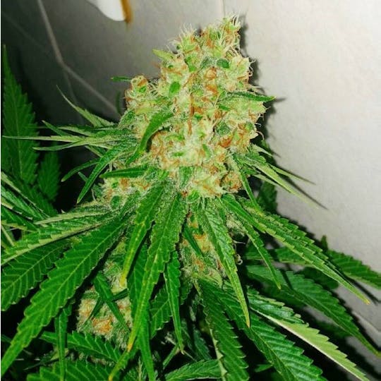 Dark Side Seeds - Chewaka´s Reek - 1