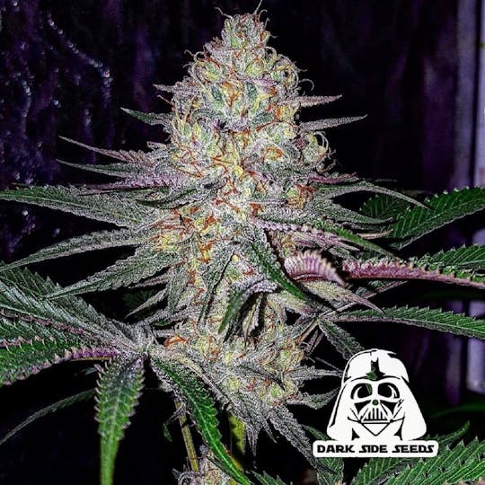 Dark Side Seeds - Han Scott - 1