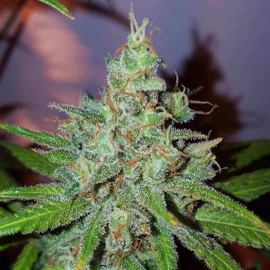 Dark Side Seeds - Lemon Finn - 1