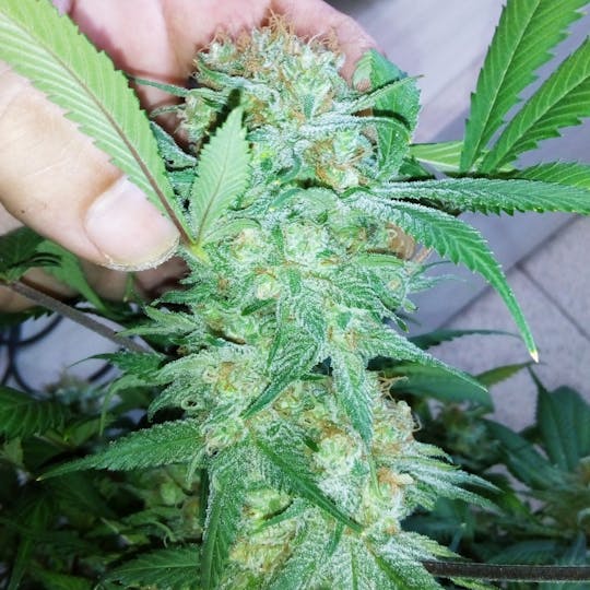 Dark Side Seeds - Oby White - 1