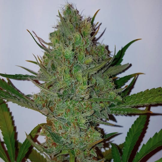 Dark Side Seeds - Pump Snooke - 1