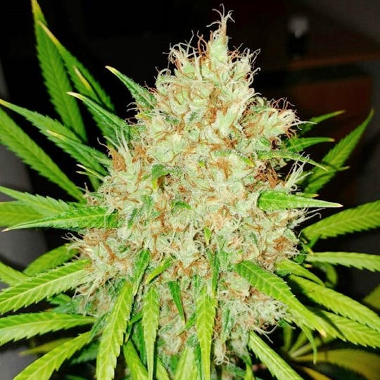 Dark Side Seeds - Revolution - 1