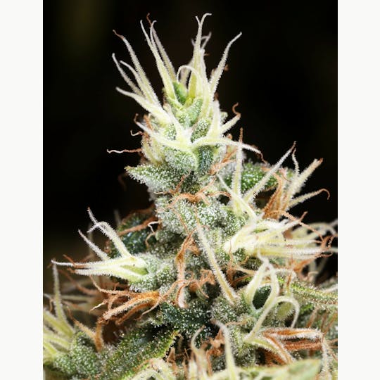Maui Grown Therapies - Brand - Coastal Haze - 1