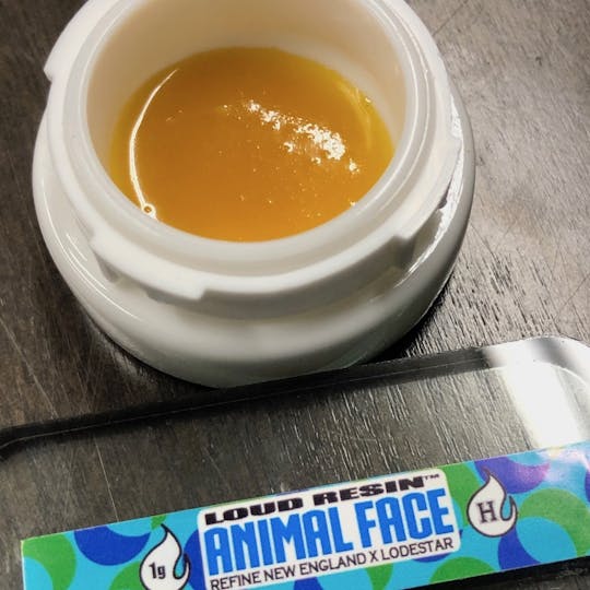 Refine New England (Medical) - Animal Face Loud Resin - 1