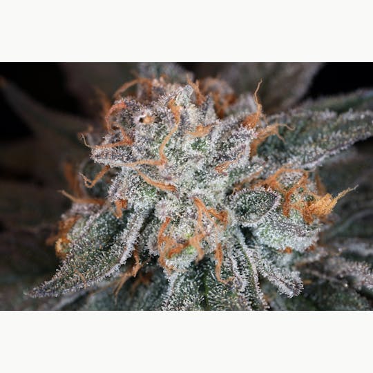 Maui Grown Therapies - Brand - Dance World - 1