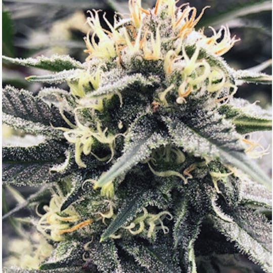 Maui Grown Therapies - Brand - Durban 99 - 1