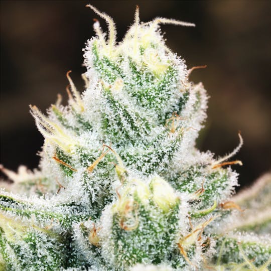 Maui Grown Therapies - Brand - Huckleberry Soda - 1
