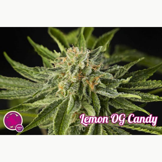 Philosopher Seeds - Lemon OG Candy - 1