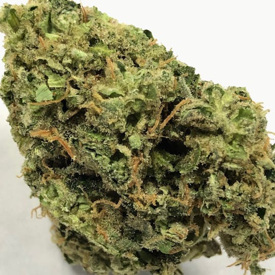 Iron Lung (Medical) - GMO x I95 - 1