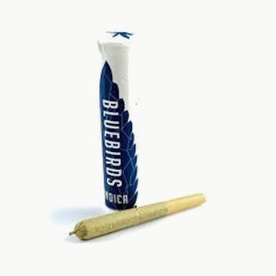 BlueBirds - Lil' Sebastian Preroll - 1