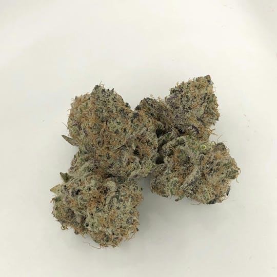 Indico - Sexual Chocolate - 1