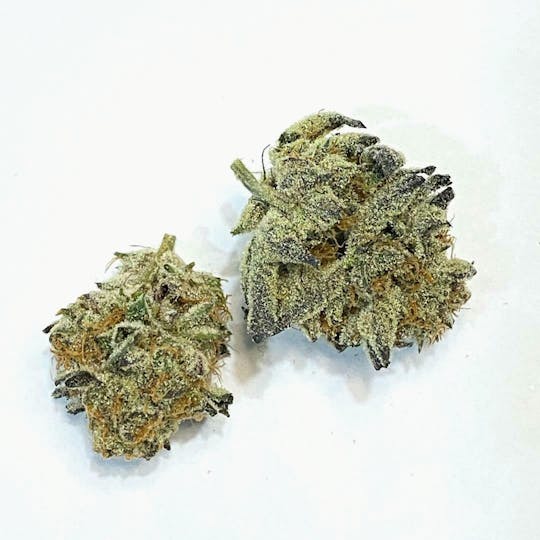 Indico - Forum Cut Cookies - 1