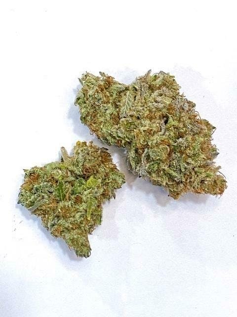 Indico - Jungle Fever - 1