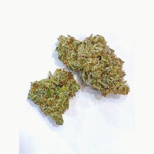 Indico - Jungle Fever - 1