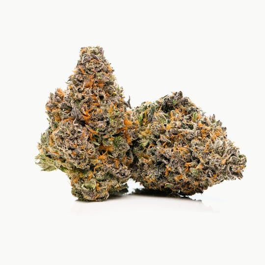 SAVAGE - Ice Cream Cake Indoor Flower by SAVAGE - 1