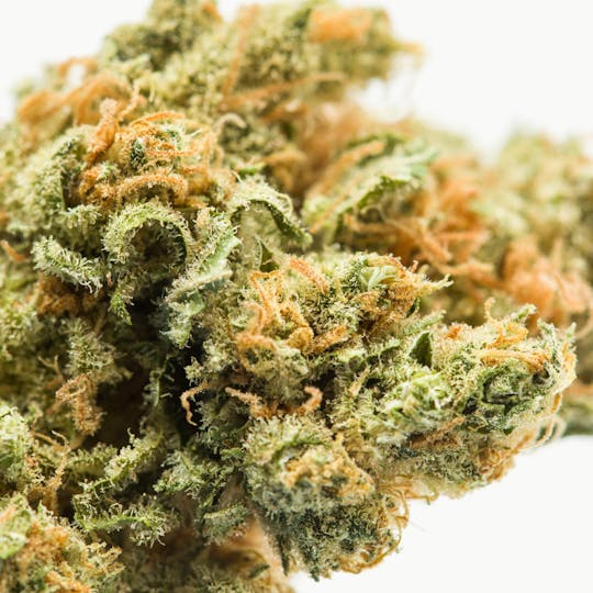 Wellness Connection - Chocolope - 1