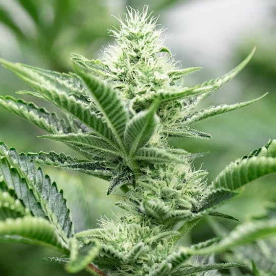 Wellness Connection - Dark Star - 1