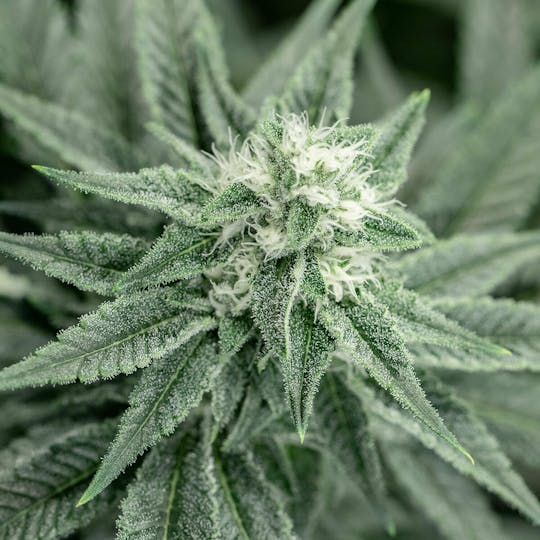Wellness Connection - Lemon Garlic OG - 1