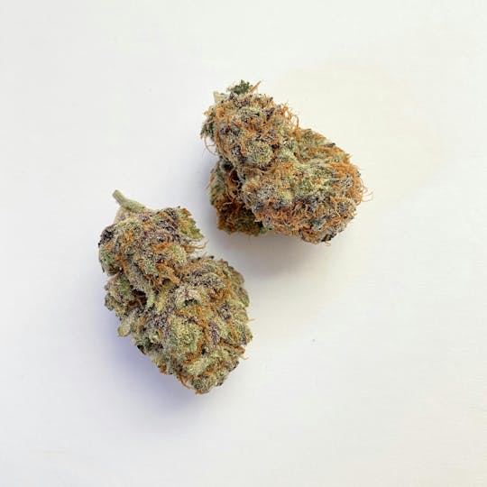 Indico - Tropaya - 1