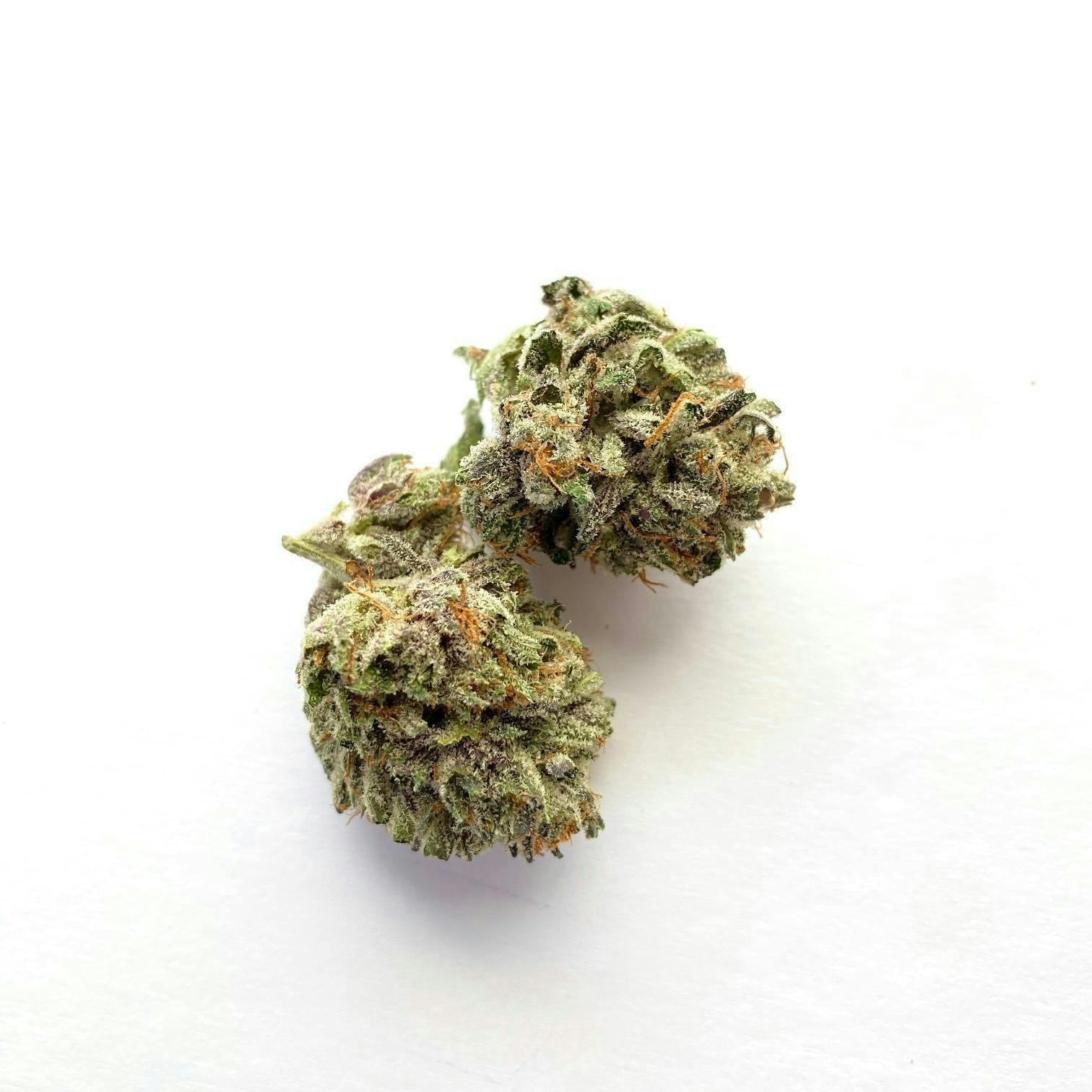 Indico - Head Banger - 1