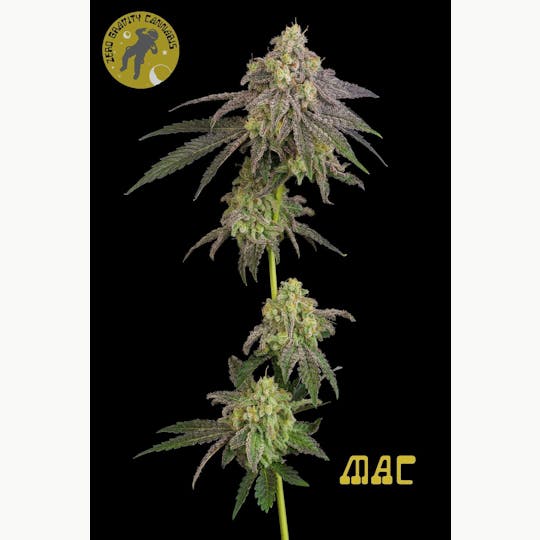 Zero Gravity Cannabis - Flower - MAC 60/40 Indica Dominant - 1