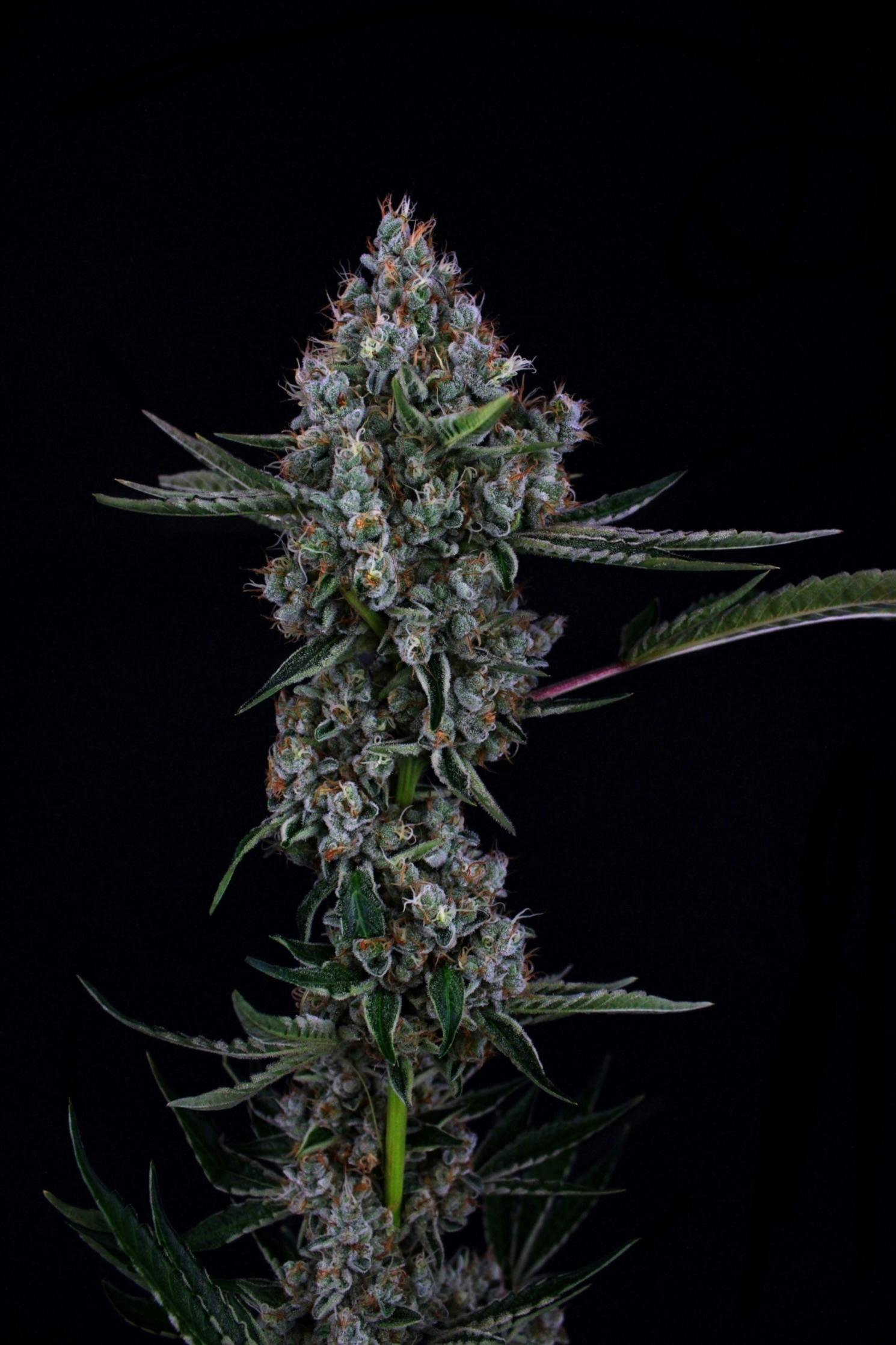 3C - 3C | Illuminati OG - 1g - 1