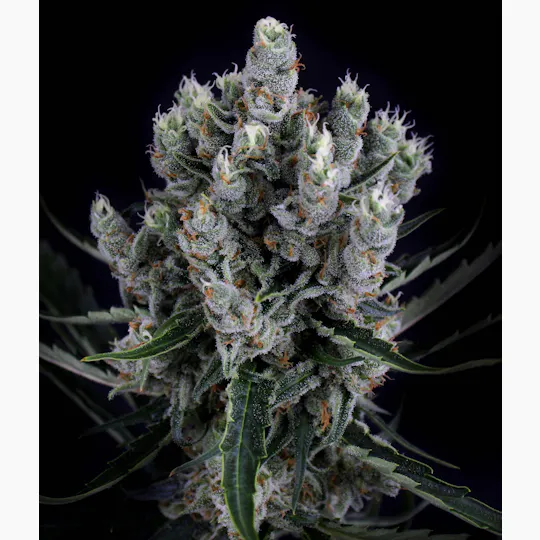 3C - 3C | Jack Kraken | 8th - 1