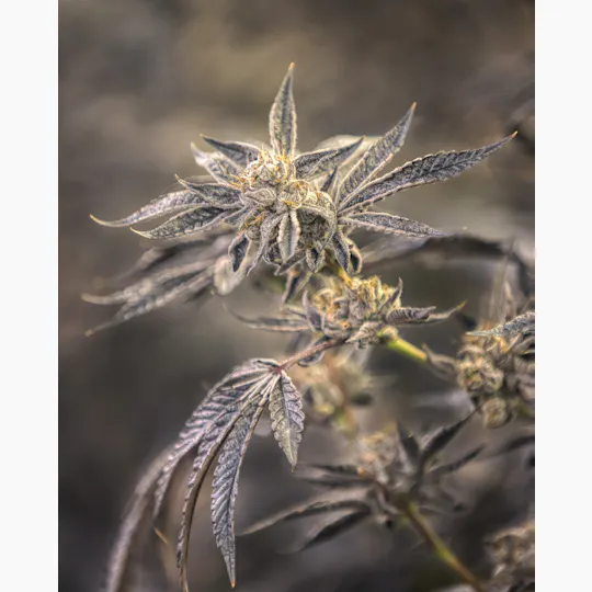 3C - 3C | Gelato 33 | 8th - 1