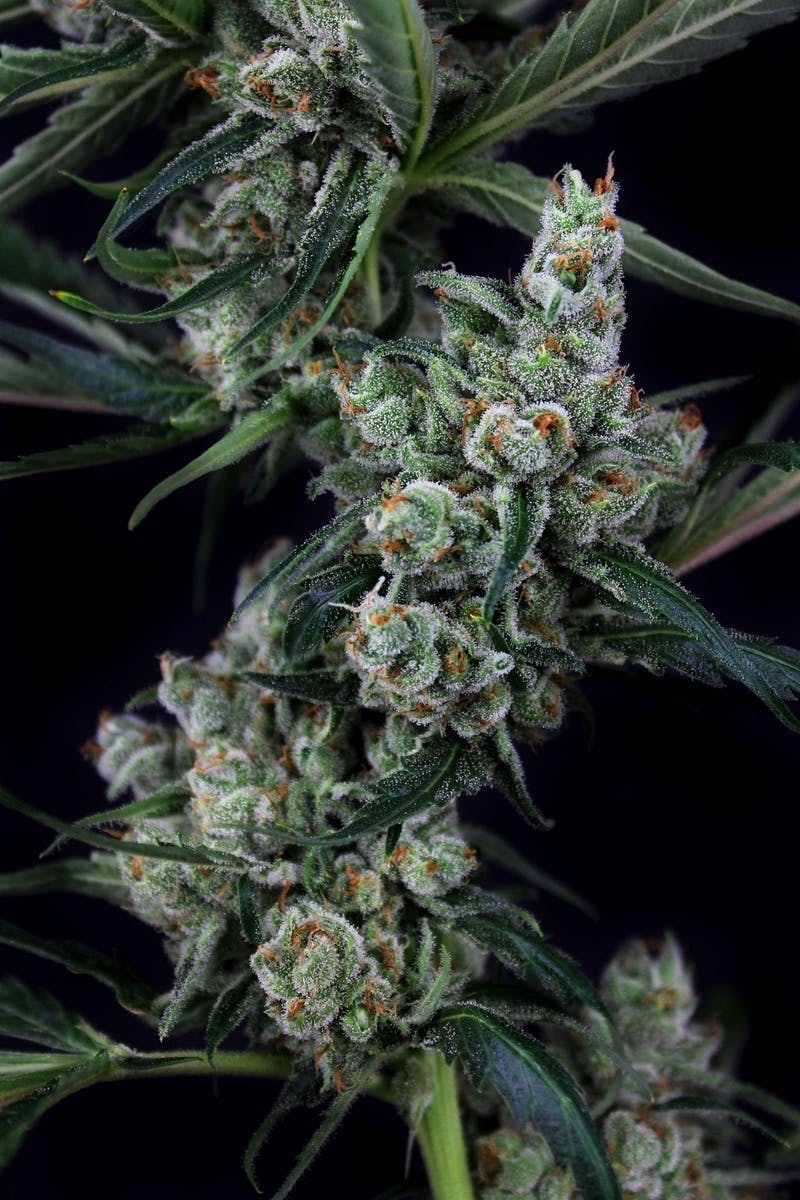 3C - 3C | Jack Kraken Preroll - 1g - 1