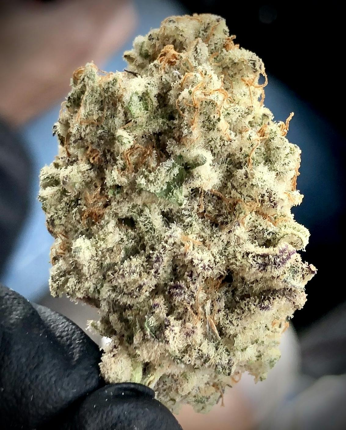 Simply Cannabis 207 - MAC (Miracle Alien Cookies) - 1