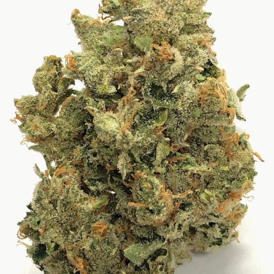 Iron Lung (Medical) - Ghost Pounder - 1