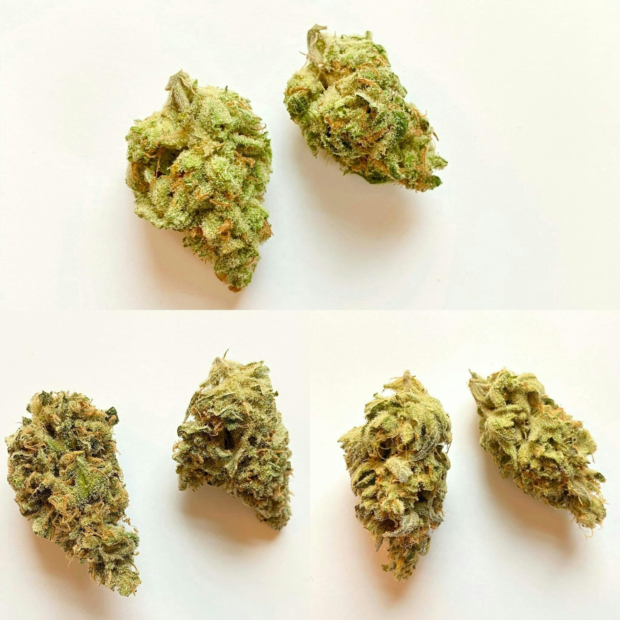 Indico - G13 Knack - 1