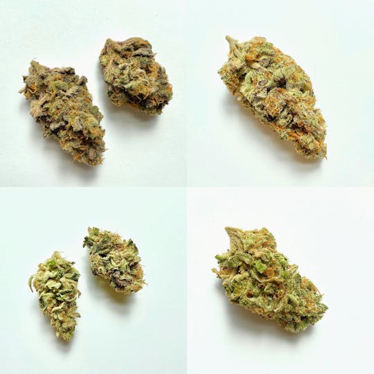 Indico - Snow Drift - 1