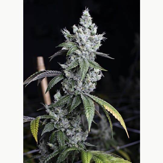 High Grade Farms - Han Solo Burger (Minis) 3.5G - 1