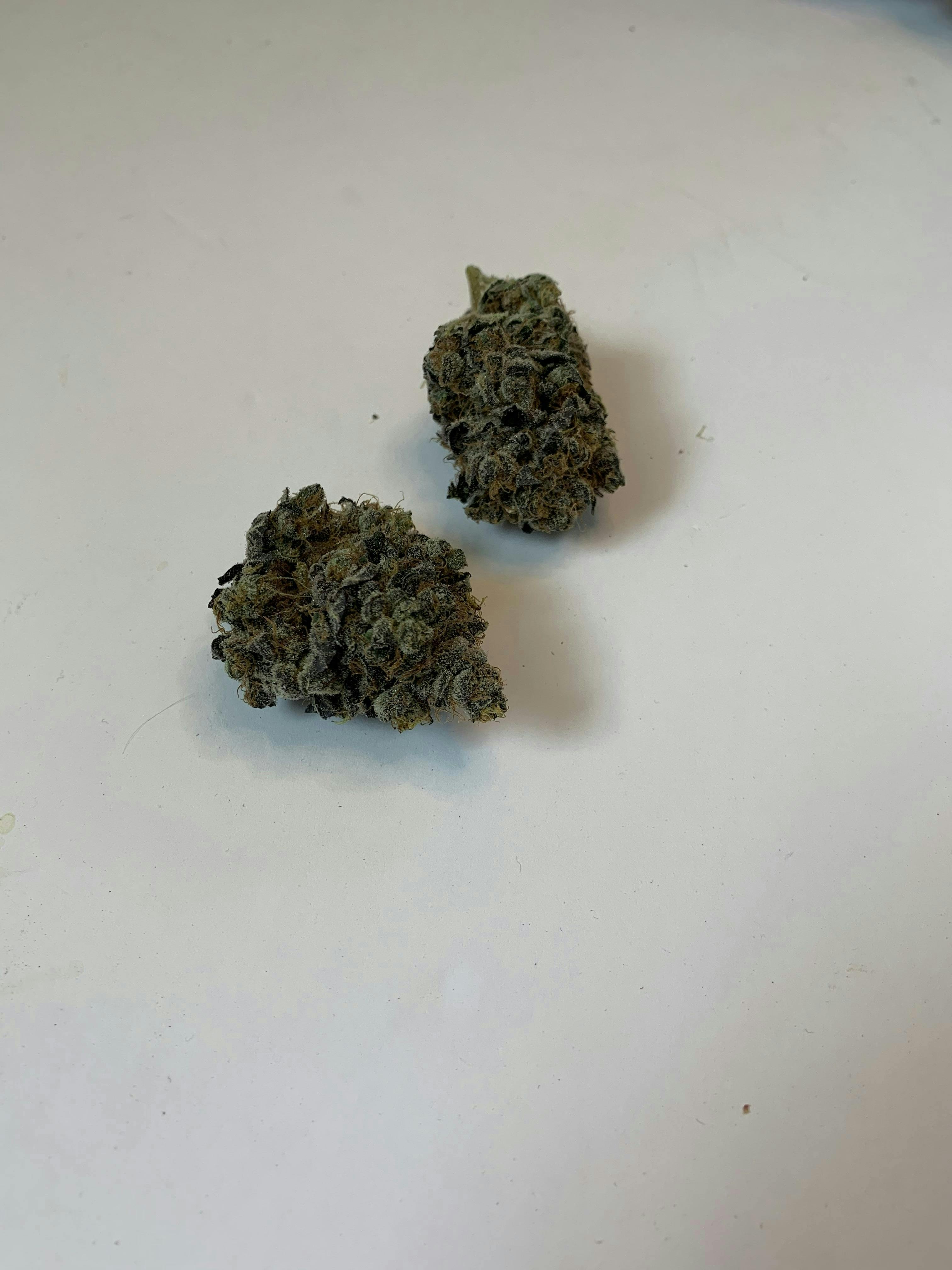 Indico - Don Mega - 1