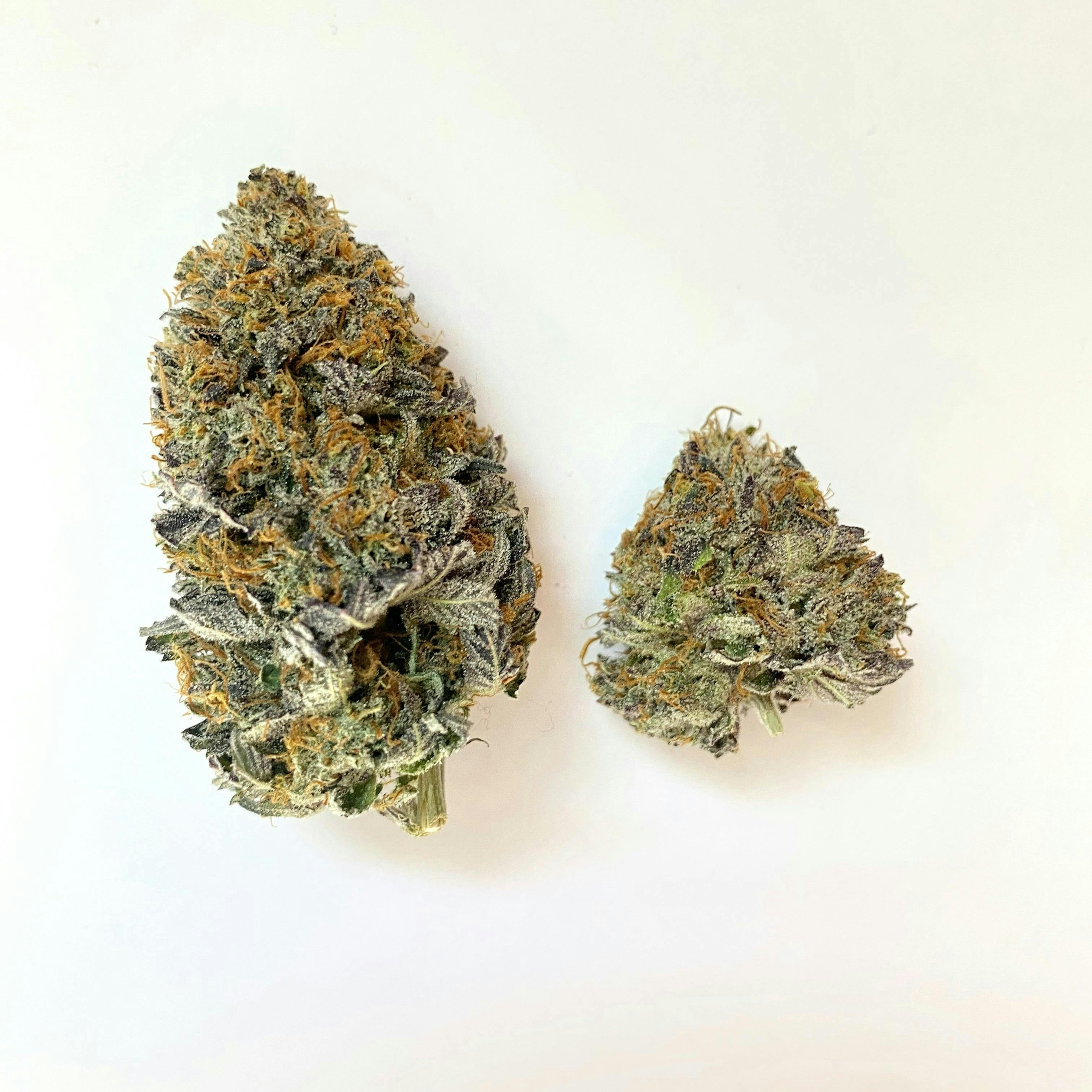 Indico - G.R.E.A.M. - 1