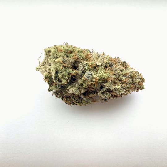 Indico - Ferdelance - 1