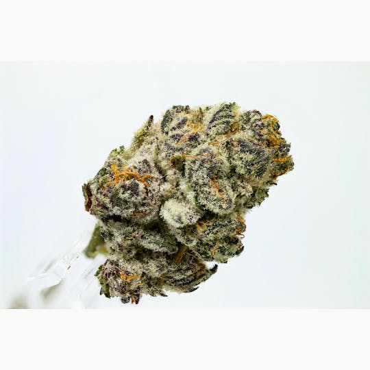 Natty Rems - Purple Punch Flower - 1