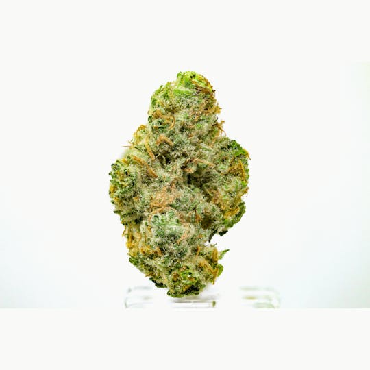 Natty Rems - Sequoia Strawberry Flower - 1