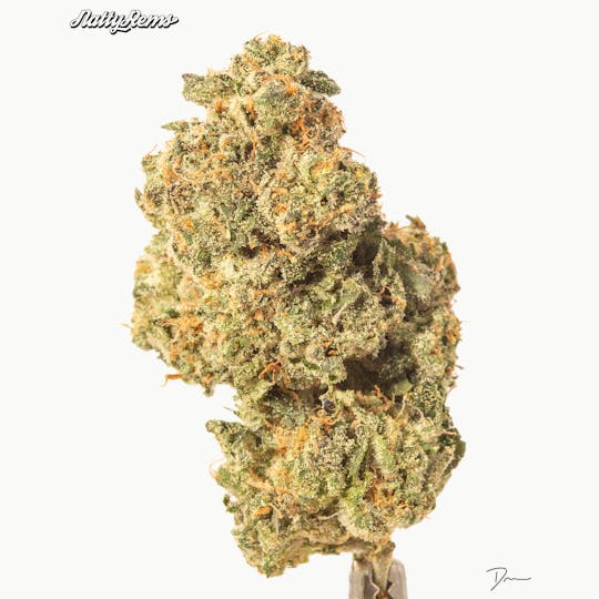 Natty Rems - Sundae Driver Flower - 1