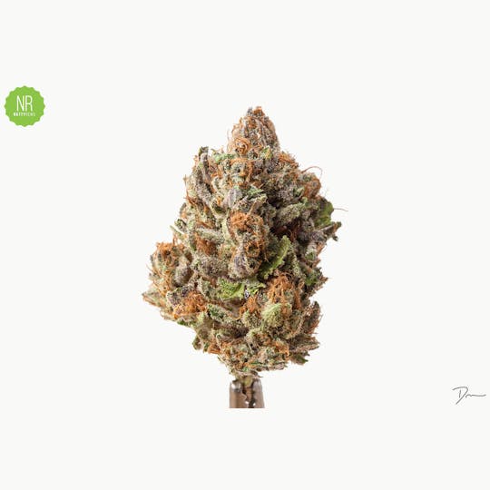 Natty Rems - Berkel Flower - 1