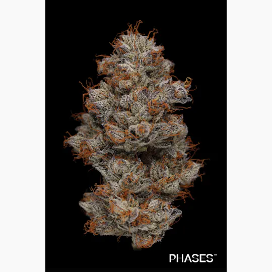 PHASES - Phases | Retrograde | Delight | Big Buds | 3.5g - 1