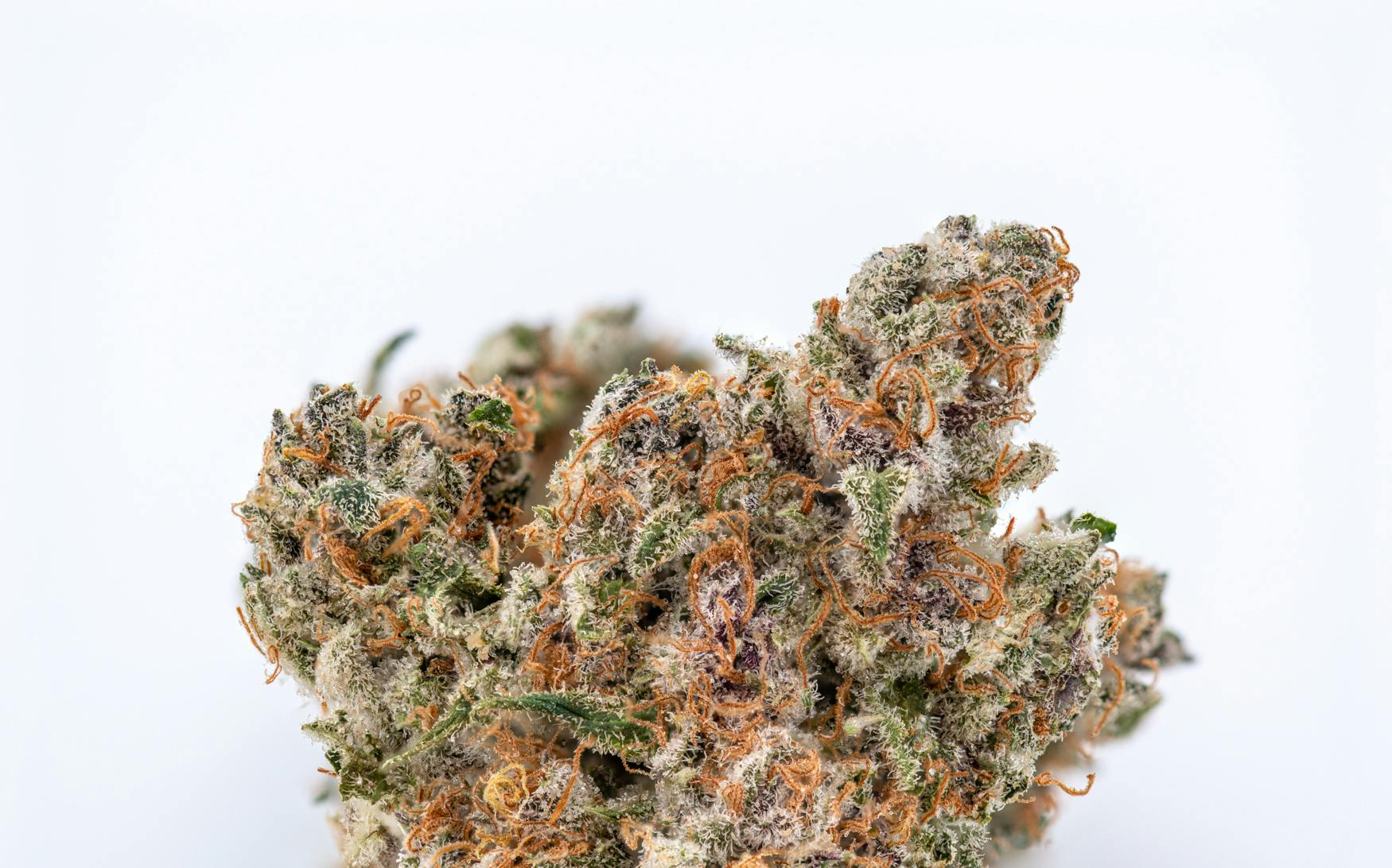 Crux Cannabis - Beach Wedding Kings Trailblazers - 1