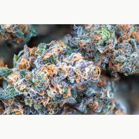 Crux Cannabis - Dog Walker - Peanut Butter Breath .75g - 1