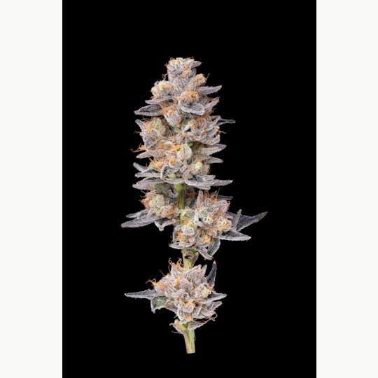 Archive - California - Moonbow 112 - 7g Smalls - 1