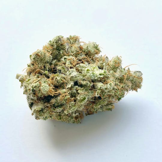Indico - Shire - 1