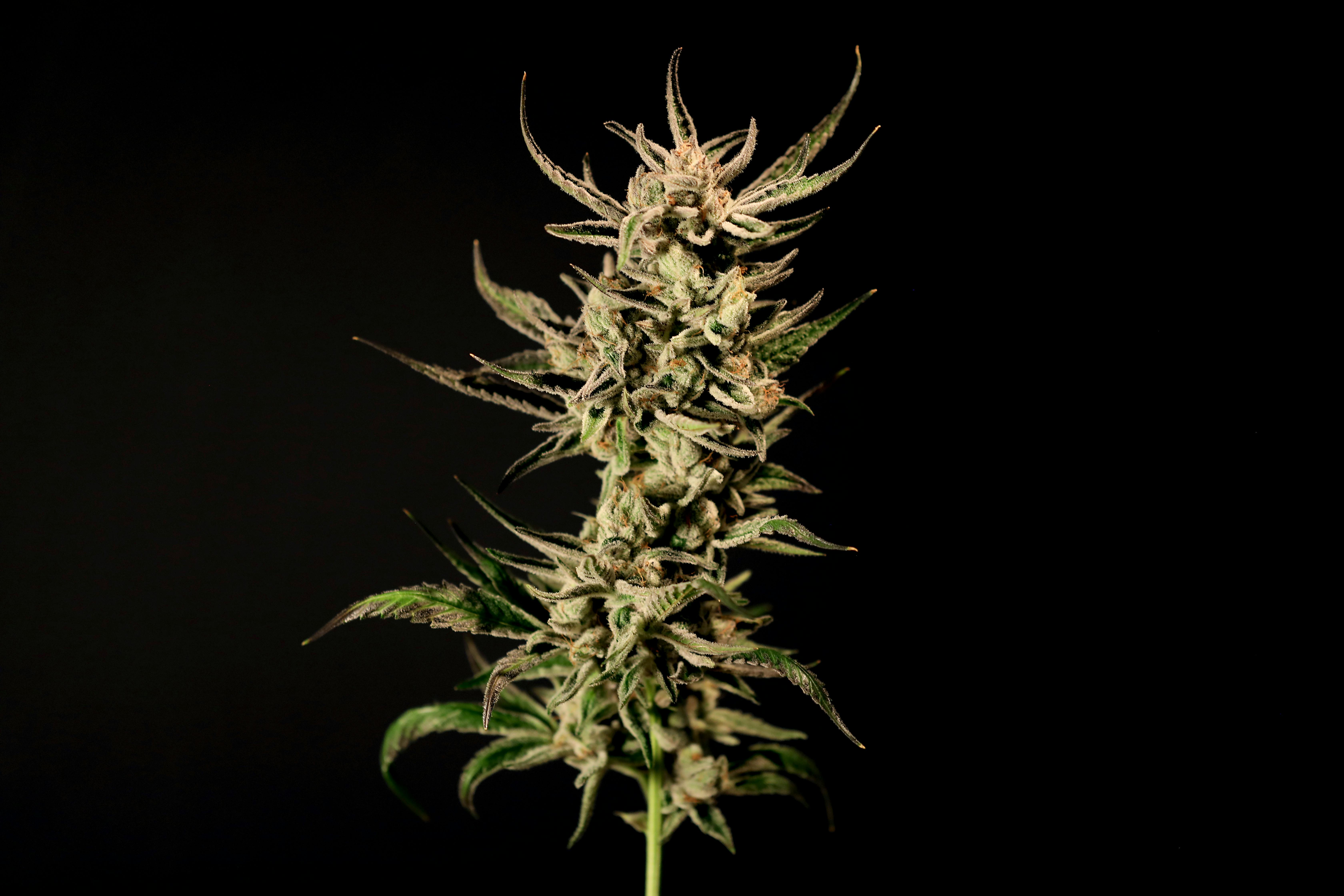 Seed & Smith Cannabis - Grease Monkey - 1