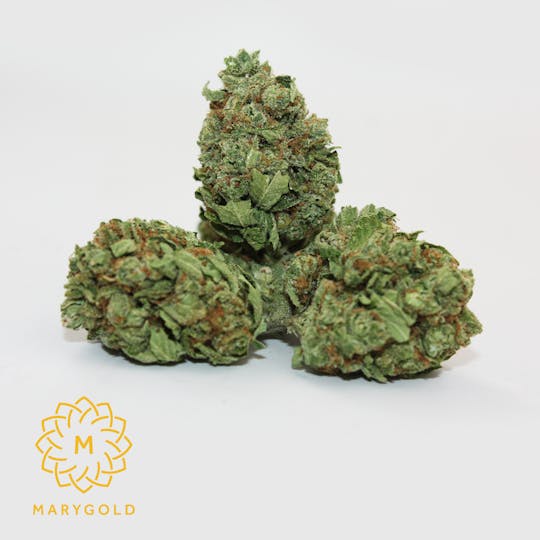 Marygold - Tangie - 1