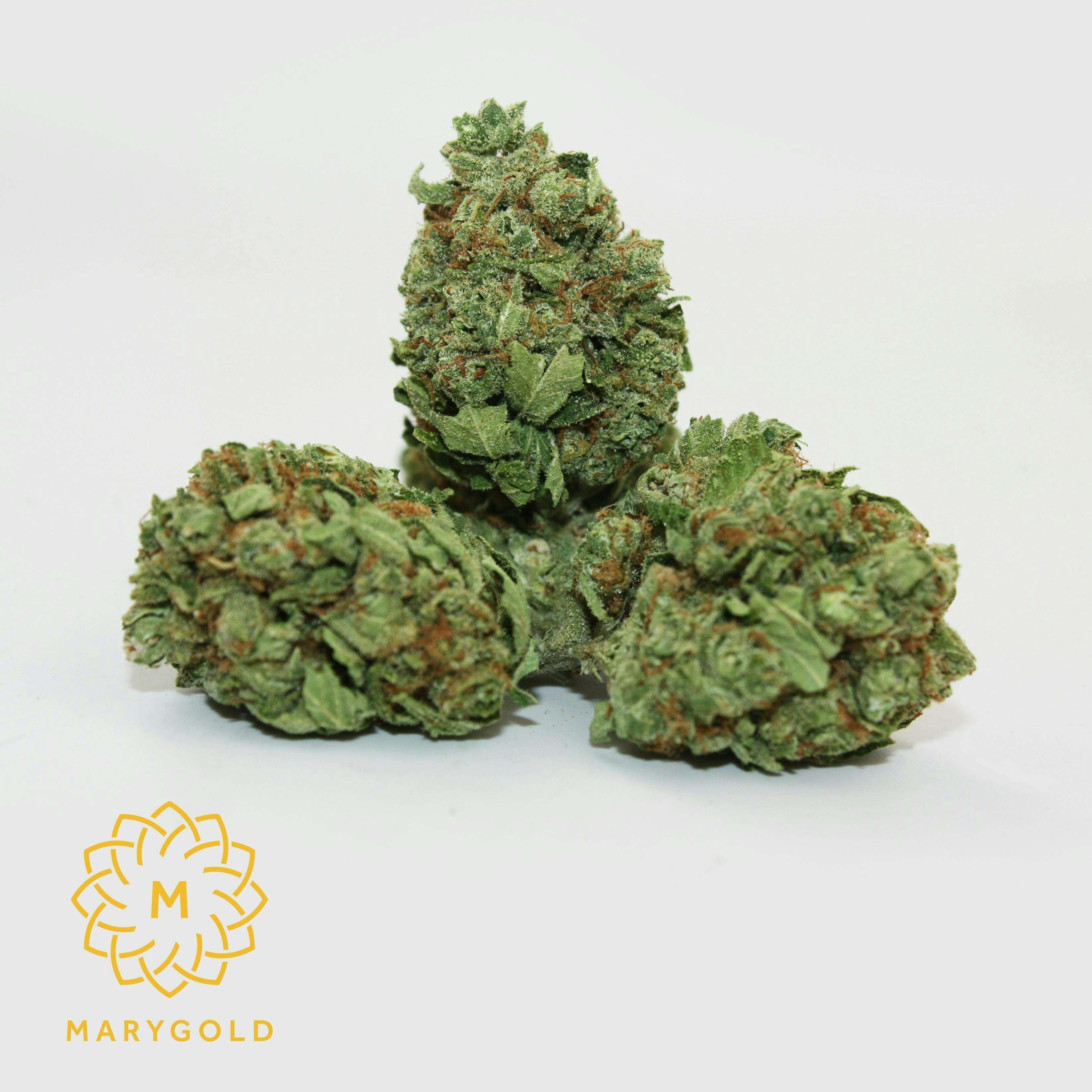 Marygold - Marygold | Tangie | Big Buds - 1