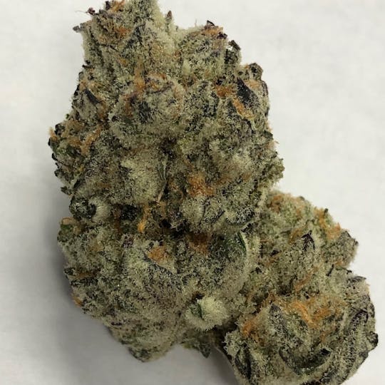 Iron Lung (Medical) - Dosidos x Biscotti x Sundae Driver - 1